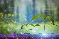 Diferentes productos agr&iacute;colas