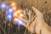 Diferentes productos agr&iacute;colas