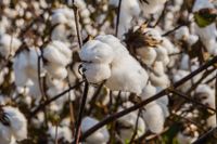 Diferentes productos agrícolas